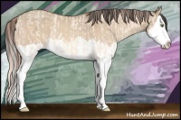 Horse Color:Gold Champagne Dun Splash and Amber Champagne Dun Splash