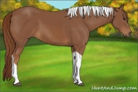 Horse Color:Chestnut Tobiano 