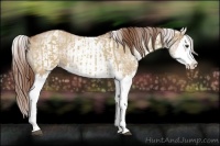 Horse Color:Red Dun Splash  and White Spotted Red Dun Splash 
