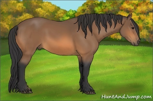 Horse Color:Buckskin Sabino