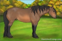 Horse Color:Buckskin Sabino