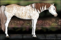 Horse Color:Red Dun Splash and Red Dun Splash Frame