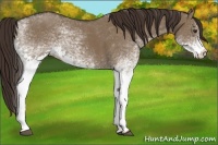 Horse Color:White Spotted Liver Red Dun 