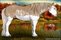 Horse Color:Red Dun Splash  and Red Dun Splash 