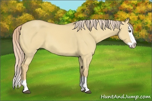 Horse Color:Palomino Dun Splash