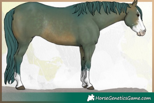 Horse Color:Watercolor Brown Sabino Rabicano