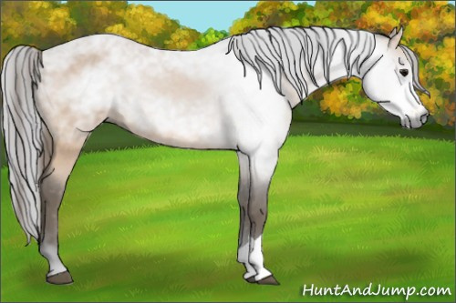 Horse Color:Gray Buckskin Appaloosa 