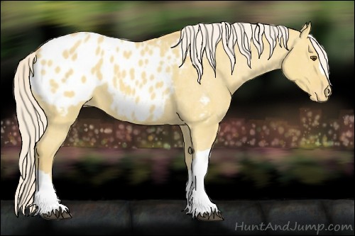 Horse Color:Palomino Dun Appaloosa 