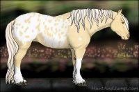 Horse Color:Palomino Dun Appaloosa 