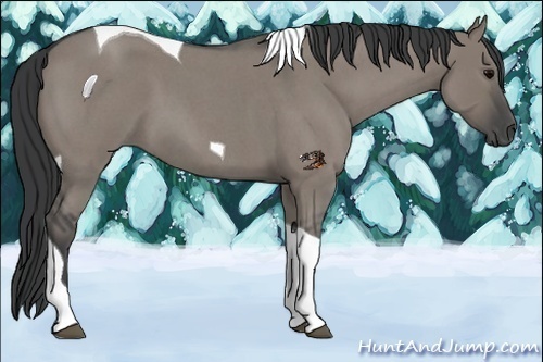 Horse Color:Grullo Roan Tobiano 