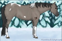 Horse Color:Grullo Roan Tobiano