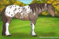 Horse Color:Buckskin Tobiano Blanket