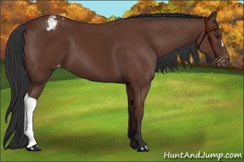 Horse Color:Bay Appaloosa 