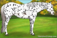 Horse Color:Brown Appaloosa