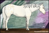 Horse Color:Palomino Appaloosa 