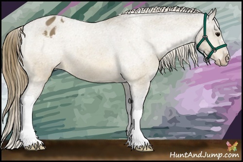 Horse Color:Buckskin Appaloosa 