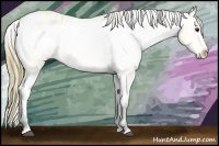 Horse Color:Buckskin Varnish