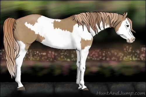 Horse Color:Red Dun Splash  and Red Dun Splash 