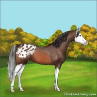 Horse Color:Bay Splash Appaloosa 