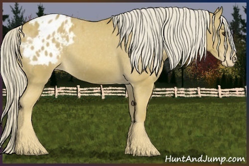 Horse Color:Palomino Appaloosa 