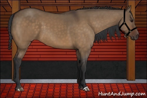 Horse Color:Brown Dun 