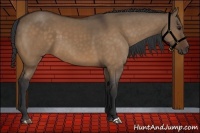 Horse Color:Brown Dun 