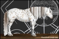 Horse Color:Buckskin Appaloosa