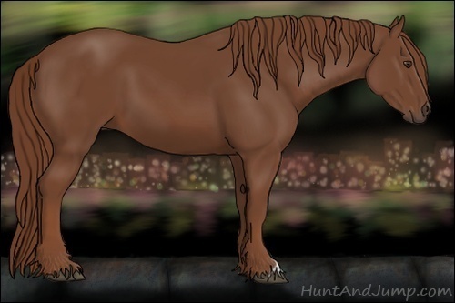 Horse Color:Unknown 
