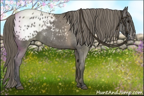 Horse Color:Smoky Black Appaloosa