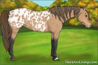 Horse Color:Buckskin Near Leopard 