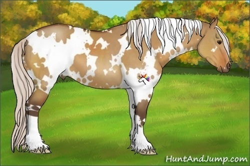 Horse Color:White Spotted Silver Bay Dun
