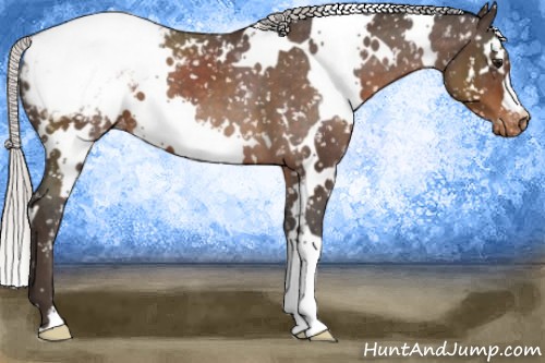 Horse Color:White Spotted Silver Brown Appaloosa