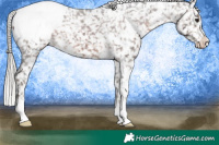 Horse Color:White Spotted Silver Brown Appaloosa 