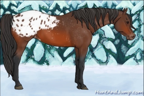 Horse Color:Bay Appaloosa 