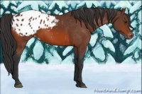 Horse Color:Bay Appaloosa 