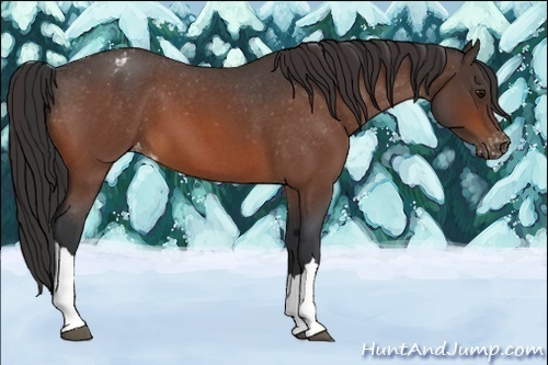 Horse Color:Bay Roan Appaloosa 