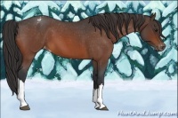 Horse Color:Bay Roan Appaloosa