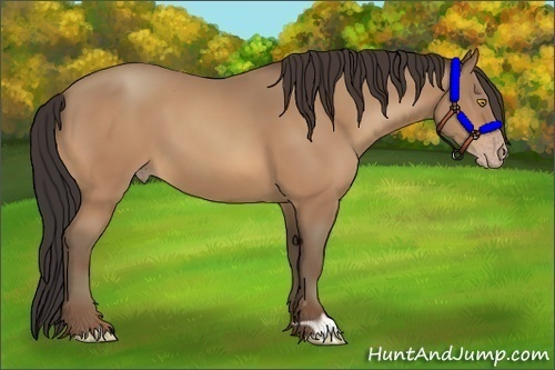 Horse Color:Amber Champagne 