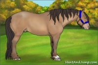 Horse Color:Amber Champagne 