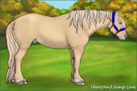 Horse Color:Gold Cream Champagne 