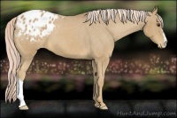 Horse Color:Palomino Appaloosa 
