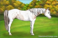 Horse Color:Bay Splash Tobiano Varnish  and Bay Splash Tobiano Varnish 