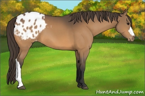 Horse Color:Buckskin Appaloosa
