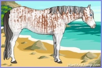 Horse Color:White Spotted Bay Splash  and White Spotted Bay Splash Rabicano 