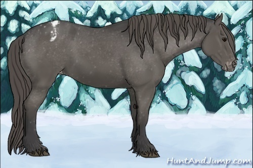 Horse Color:Smoky Black Blanket 