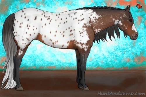 Horse Color:Bay Appaloosa 