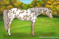 Horse Color:Palomino Appaloosa 