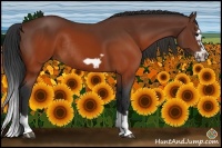 Horse Color:Brown Splash Frame Rabicano 