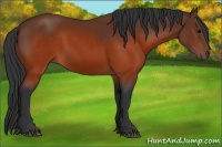 Horse Color:Brown Rabicano 