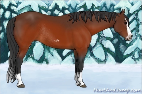 Horse Color:Brown Splash Frame Rabicano